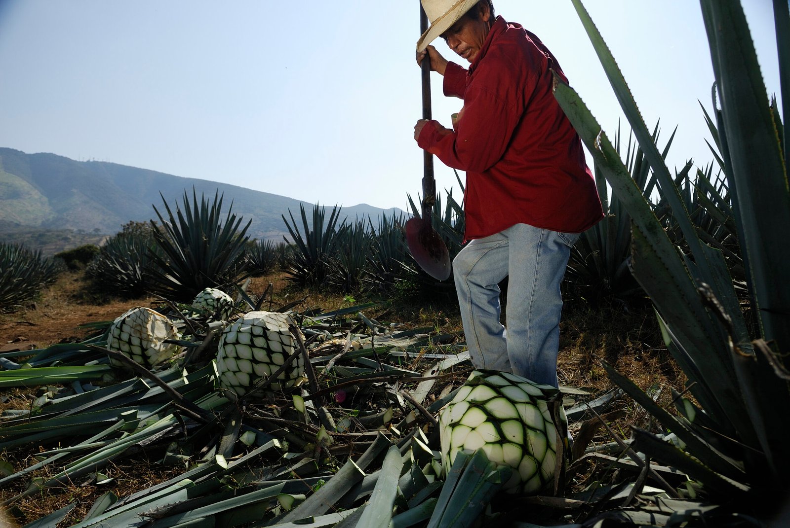 Herencia Historico Extra ANEJO XO 15 Jahre, 100% Agave Tequila, 40% Vol. 0,75 ltr. - Image 4